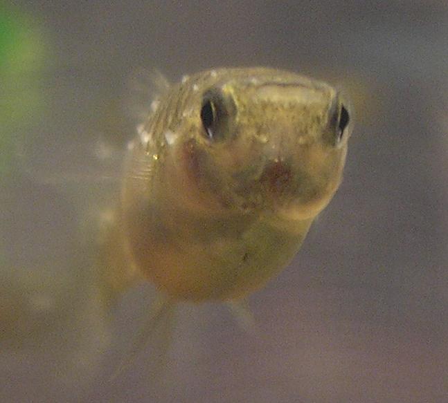 http://www.akvarij.net/forum/uploads/lula/F7A4_1.JPG