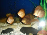 http://img150.imagevenue.com/img.php?image=45726_Diskusi_2_122_549lo.jpg