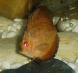 http://img154.imagevenue.com/img.php?image=45712_Diskus_5_122_448lo.jpg