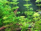 http://i250.photobucket.com/albums/gg264/Ffrick/akvarij/adela206.jpg