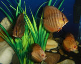http://img156.imagevenue.com/img.php?image=45681_Diskus_1_122_491lo.jpg