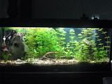 http://i250.photobucket.com/albums/gg264/Ffrick/akvarij/adela202.jpg