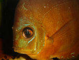 http://img233.imagevenue.com/img.php?image=34415_dis2_122_392lo.jpg