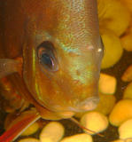 http://img158.imagevenue.com/img.php?image=34409_dis_122_931lo.jpg