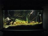 http://i250.photobucket.com/albums/gg264/Ffrick/akvarij/adela199.jpg