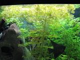 http://i250.photobucket.com/albums/gg264/Ffrick/akvarij/adela209.jpg