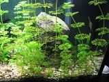 http://i250.photobucket.com/albums/gg264/Ffrick/akvarij/adela210.jpg