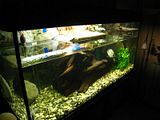 http://s240.photobucket.com/albums/ff86/anixor/?action=view&current=IMG_4998.jpg