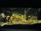 http://i250.photobucket.com/albums/gg264/Ffrick/akvarij/adela201.jpg