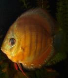 http://img160.imagevenue.com/img.php?image=93727_Diskus_2_122_1187lo.jpg