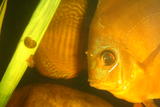 http://img21.imagevenue.com/img.php?image=34395_DSC00720_122_1191lo.JPG