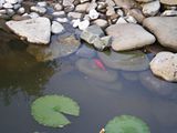 http://i76.photobucket.com/albums/j22/martinb1/Jezerce/P6090174.jpg