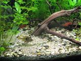 http://i250.photobucket.com/albums/gg264/Ffrick/akvarij/adela207.jpg
