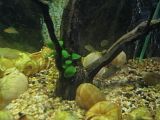http://i250.photobucket.com/albums/gg264/Ffrick/akvarij/adela211.jpg