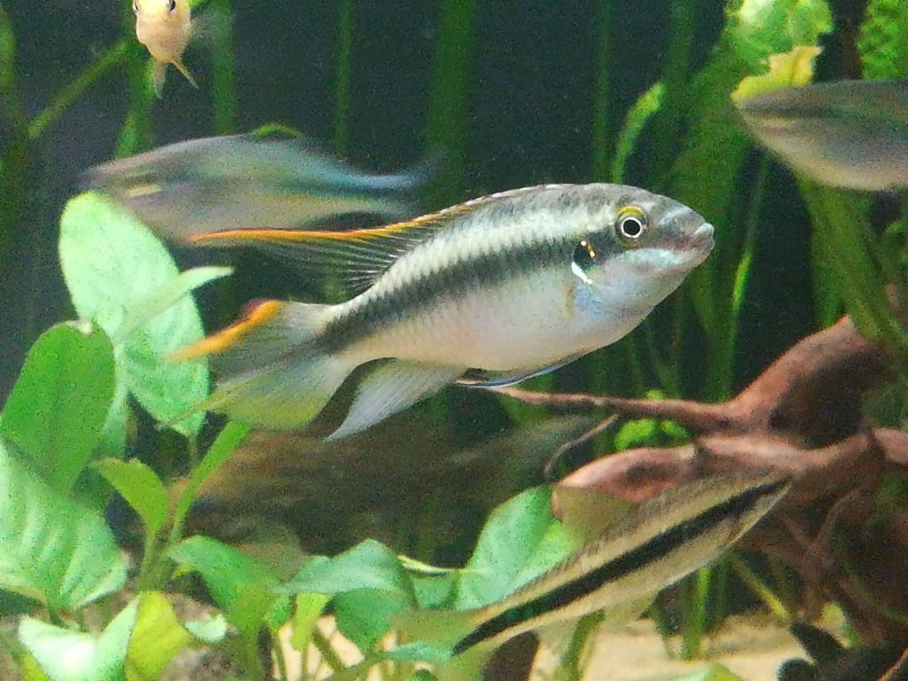 Pelvicachromis pulcher