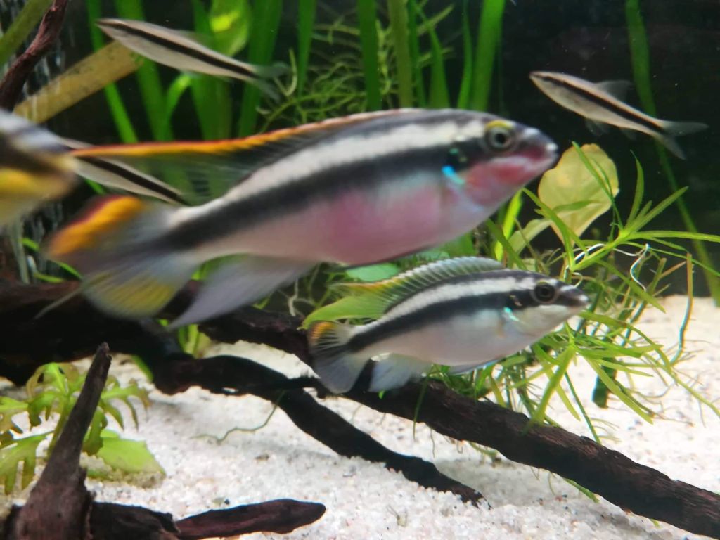 Pelvicachromis pulcher