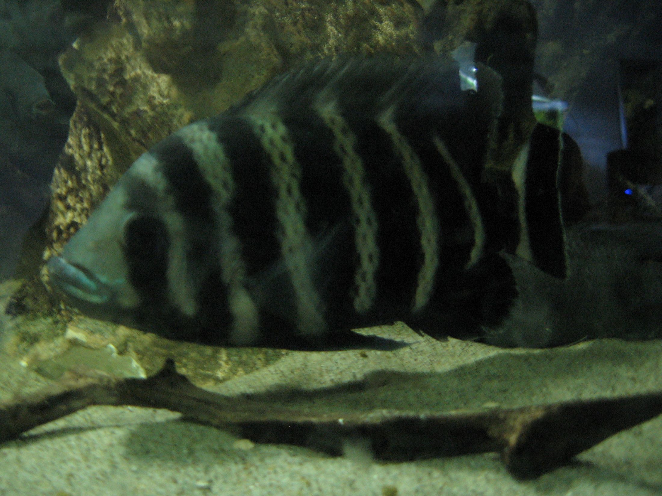 Tilapia buttikoferi