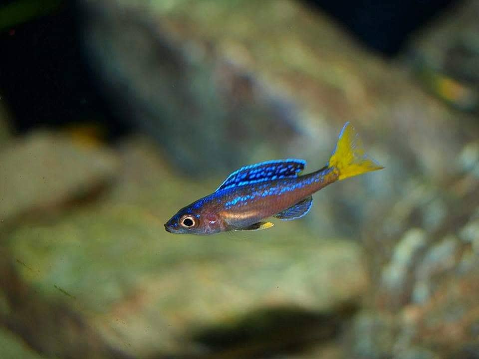 Cyprichromis leptosoma