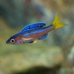 Cyprichromis leptosoma