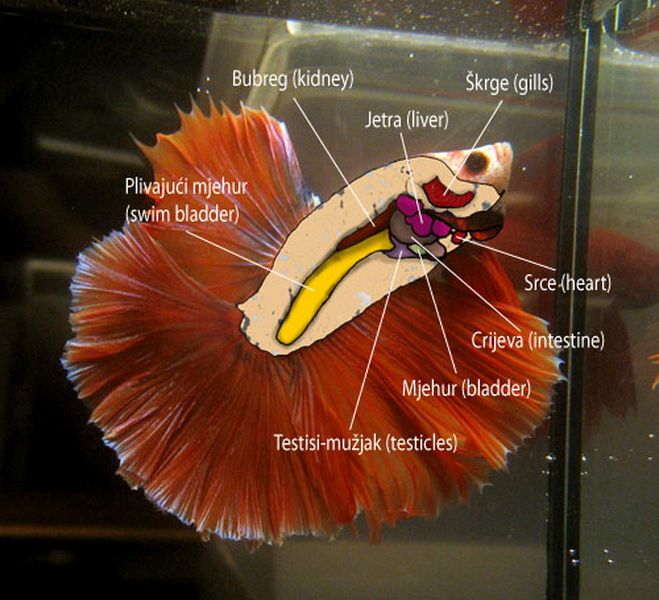 anatomija morske šprice pica porno